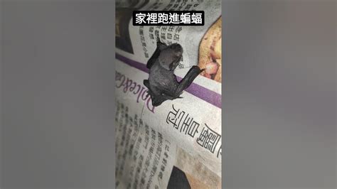 家裡有蝙蝠代表什麼|他求救：家裡有蝙蝠跑進來怎麼辦？網驚：大吉！趕不。